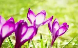 colorful-spring-wallpapers-13.webp