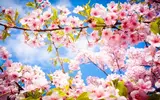 spring-flowers.webp