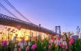 spring-in-new-york-wide-wallpaper-495979.webp