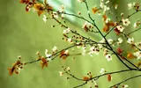 spring-flowers.webp