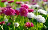 spring-flowers%2B%25281%2529.webp