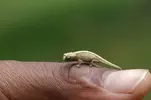 Brookesia Minima Bukalemun