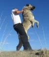 Kangal