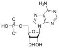 Adenozin Monofosfat (AMP)