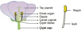 çiçeğin kısımları