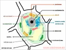 Hücrenin Yapısı ve Görevleri