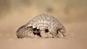 Pangolin