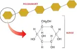 Polisakkarit Nedir?
