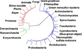 Bakterilerdeki  çeşitliliği, diğer canlılara kıyasla gösteren filogenetik ağaç.