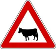 warning-animal-cattle.webp