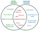 bitki-hayvan-hucresi.webp