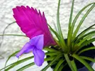 Tillandsia