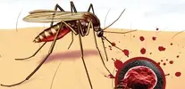 Sıtma (Malaria) nedir?