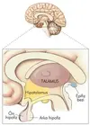 Talamus ve hipotalamus bölgelerinin beyindeki yerleri