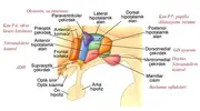 Hipotalamusun önemli bölgeleri ve bazılarının işlevleri