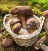 0003527_taze-porcini-1-kg.webp