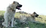 Kangal köpeği