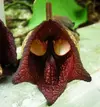 Aristolochia-Salvadorensis-dart-vader.webp