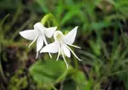 Habenaria-Grandifloriformis-melek-orkide.webp