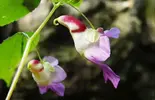 Impatiens-Psittacina-papagan.webp