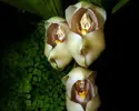 Anguloa-Uniflora-orkide.webp