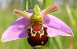 Ophrys-bomybliflora-orkide.webp