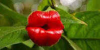 Psychotria-Elata.webp