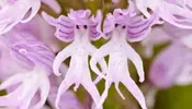 Orchis-Italica-.webp