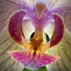 Phalaenopsis.webp