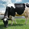 Holstein.webp