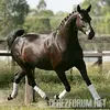 HANOVERIAN.webp