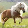 HAFLINGER.webp