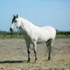 CAMARGUE.webp