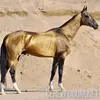 AKHAL-TEKE.webp