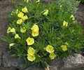 Oenothera_missouriensis_27June2006.webp