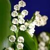 m-muguet.webp