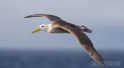 albatros.webp