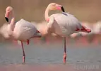 flamingo.webp