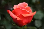 rose3.webp