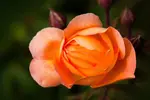 rose2.webp