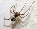 Steatoda.grossa.webp