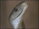 _42395499_cobra_bbc203.webp