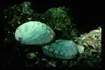 Abalone%20Green.webp