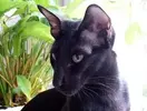 kucuk1113916092oriental_shorthair_14.webp