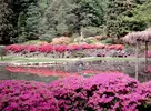 japanese-garden1.webp