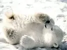 fotoblog_Playful_Baby_Polar_Bear.jpg