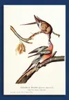 john_james_audubon_09aa.webp