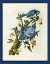 john_james_audubon_13aa.webp