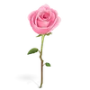 rose-icon.webp