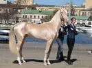 akhal_teke_ati.webp